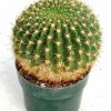 Notocactus